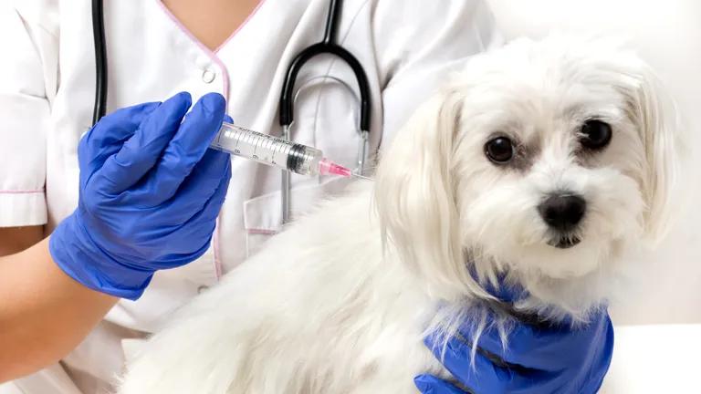  syringe Maltese dog Maltese terrier Maltese stethoscope lab coat laboratory coat-0