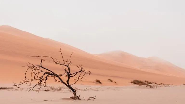  valley vale lakeside lakeshore sandbar sand bar Arabian camel dromedary Camelus dromedarius-0