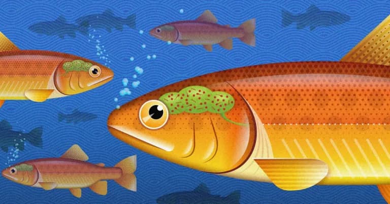  goldfish Carassius auratus tench Tinca tinca rock beauty Holocanthus tricolor coho cohoe coho salmon blue jack silver salmon Oncorhynchus kisutch-0