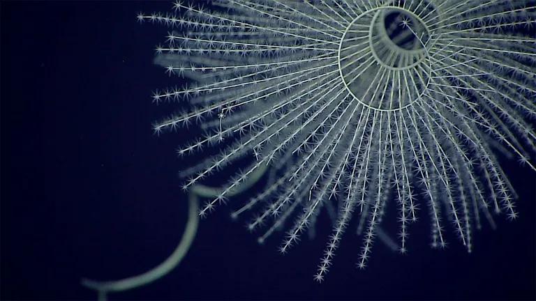  sea anemone anemone sea urchin jellyfish isopod-0