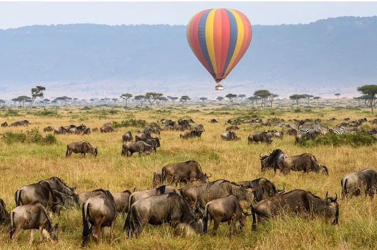  balloon zebra water buffalo water ox Asiatic buffalo Bubalus bubalis hyena hyaena-0