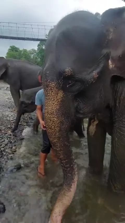  Indian elephant Elephas maximus tusker African elephant Loxodonta africana Mexican hairless-0