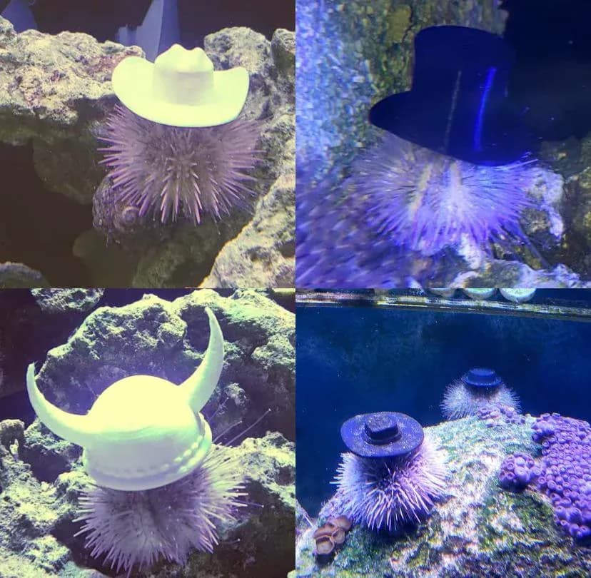  sea urchin sea anemone anemone cowboy hat ten-gallon hat coral reef-0