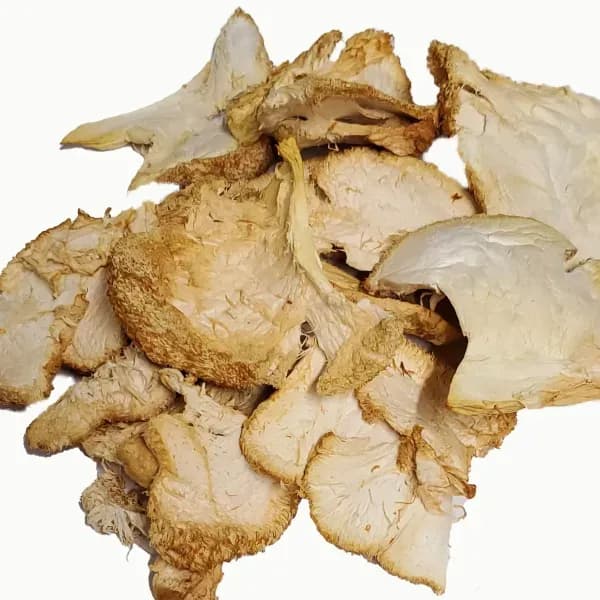  hen-of-the-woods hen of the woods Polyporus frondosus Grifola frondosa cauliflower mushroom coral fungus-0