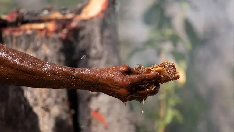  honeycomb apiary bee house stinkhorn carrion fungus Indian cobra Naja naja-0