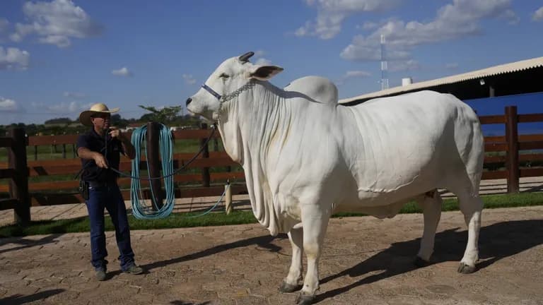  ox oxcart water buffalo water ox Asiatic buffalo Bubalus bubalis plow plough-0