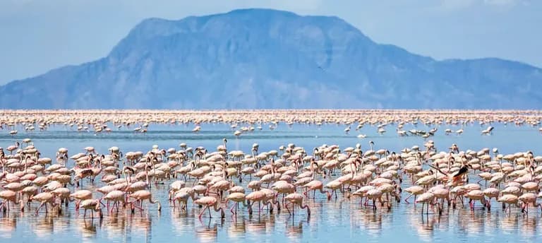  flamingo spoonbill black stork Ciconia nigra lakeside lakeshore-0