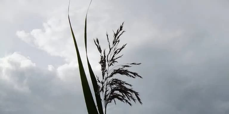  pole lakeside lakeshore seashore coast seacoast sea-coast ear spike capitulum-0