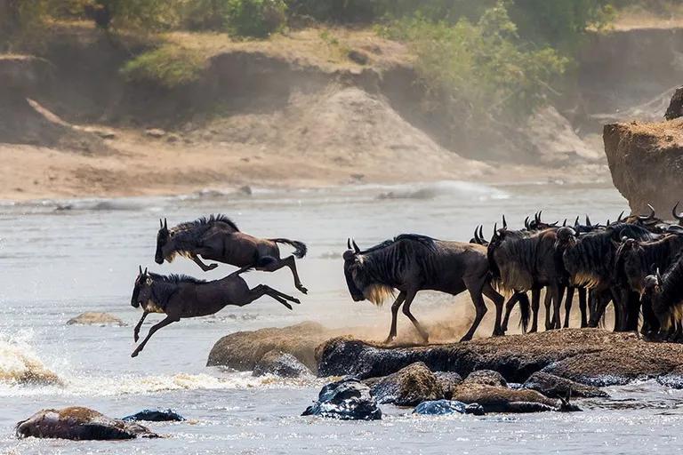  hartebeest zebra African crocodile Nile crocodile Crocodylus niloticus impala Aepyceros melampus-0