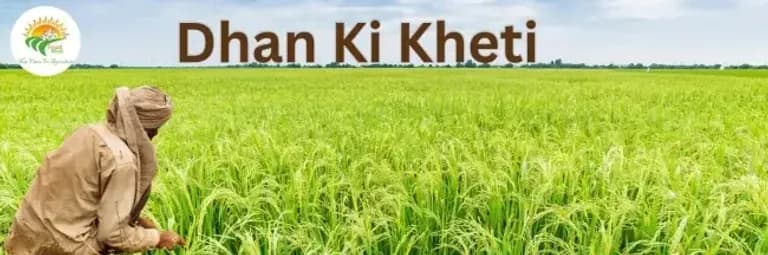 Paddy Farming Tips: High Yield Techniques for 2025-0