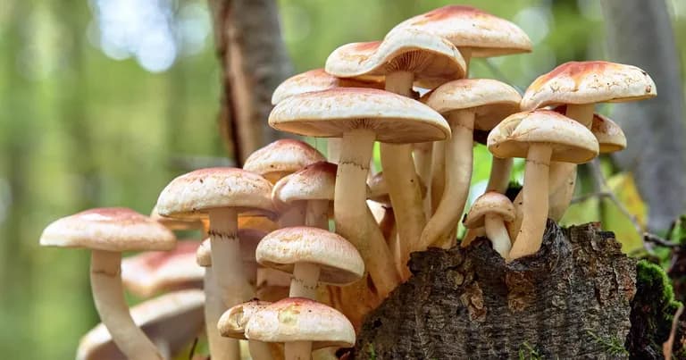  mushroom hen-of-the-woods hen of the woods Polyporus frondosus Grifola frondosa stinkhorn carrion fungus earthstar-0