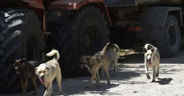  malinois dingo warrigal warragal Canis dingo kelpie Norwegian elkhound elkhound-0