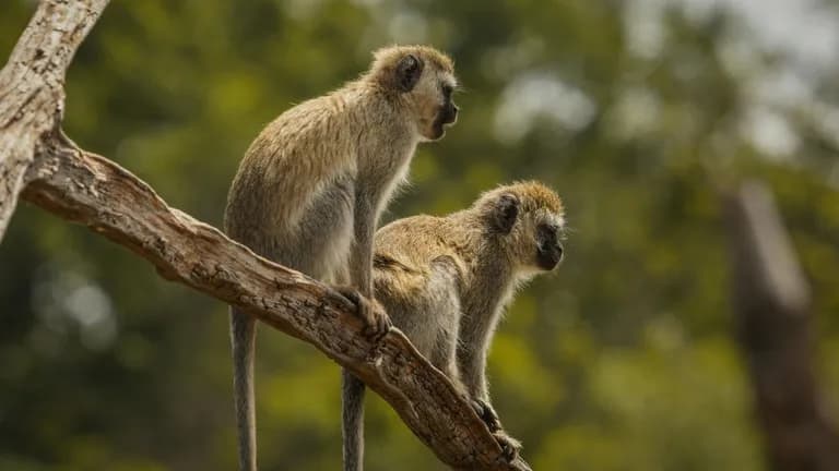 Monkeys save 6-year-old from rape attempt in Uttar Pradesh's Baghpat: Report-0