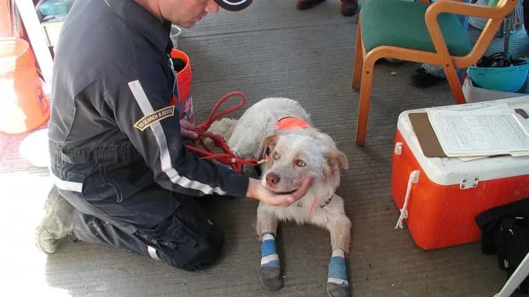  clumber clumber spaniel English setter kuvasz Brittany spaniel-0