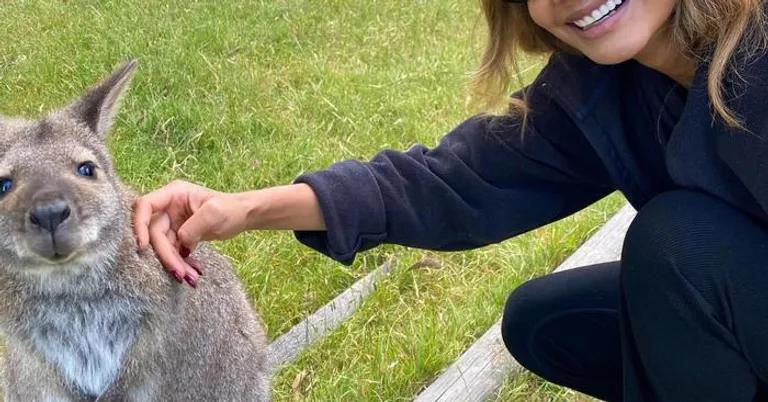  wallaby brush kangaroo wombat koala koala bear kangaroo bear native bear Phascolarctos cinereus hare-0