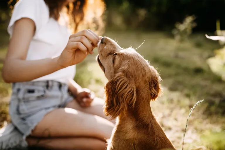  Irish setter red setter golden retriever cocker spaniel English cocker spaniel cocker English setter-0