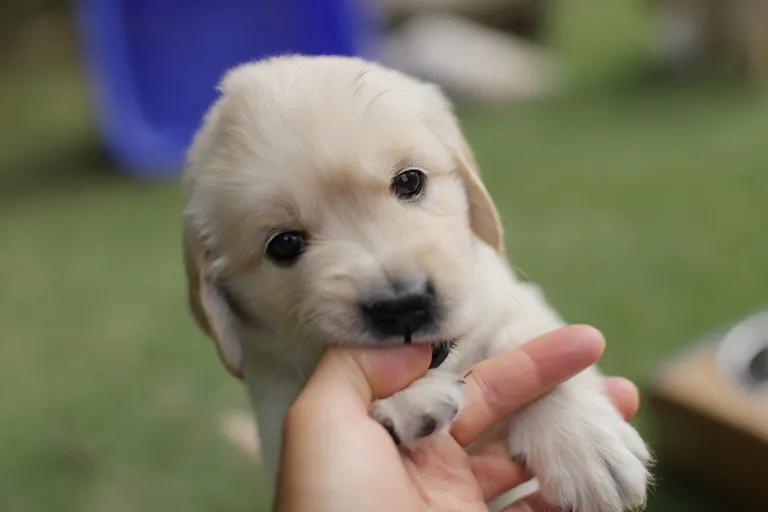  golden retriever Labrador retriever kuvasz Sussex spaniel-0