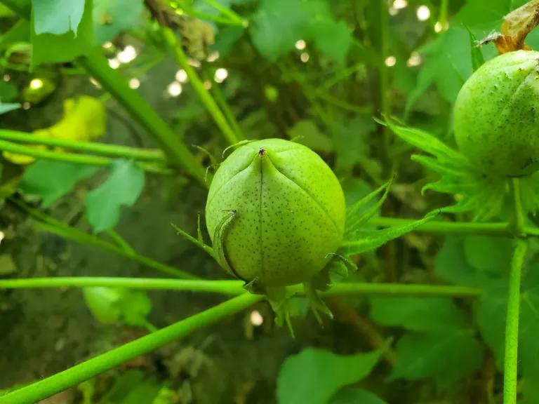  buckeye horse chestnut conker hip rose hip rosehip fig acorn-0