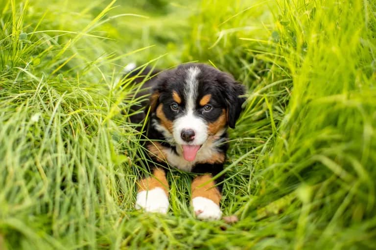  Appenzeller Bernese mountain dog EntleBucher Greater Swiss Mountain dog-0