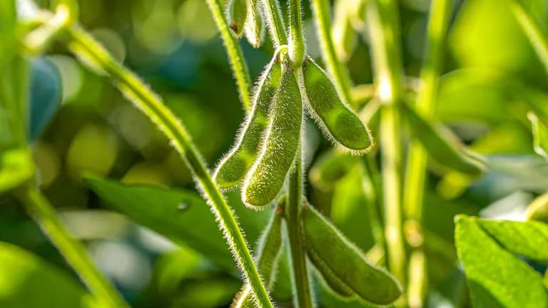  cucumber cuke grasshopper hopper grocery store grocery food market market earthstar-0