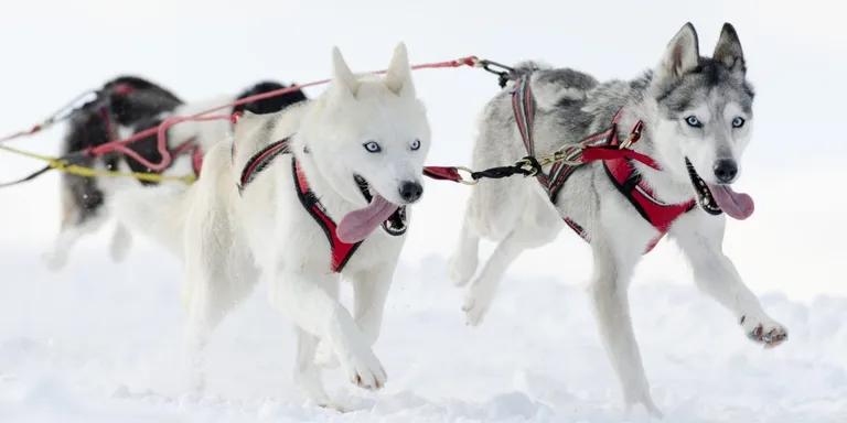  dogsled dog sled dog sleigh Eskimo dog husky Siberian husky white wolf Arctic wolf Canis lupus tundrarum-0