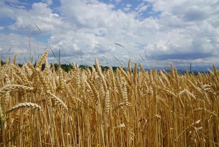  ear spike capitulum hay corn harvester reaper-0