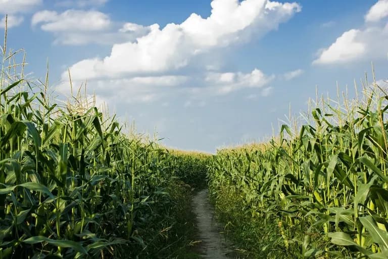  corn ear spike capitulum maze labyrinth lakeside lakeshore-0