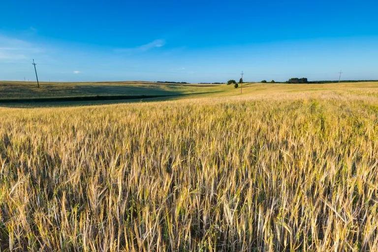  ear spike capitulum hay harvester reaper corn-0