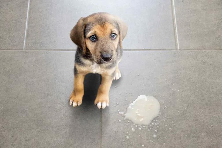  Labrador retriever German shepherd German shepherd dog German police dog alsatian Appenzeller black-and-tan coonhound-0