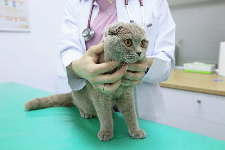  stethoscope lab coat laboratory coat Egyptian cat tabby tabby cat-0