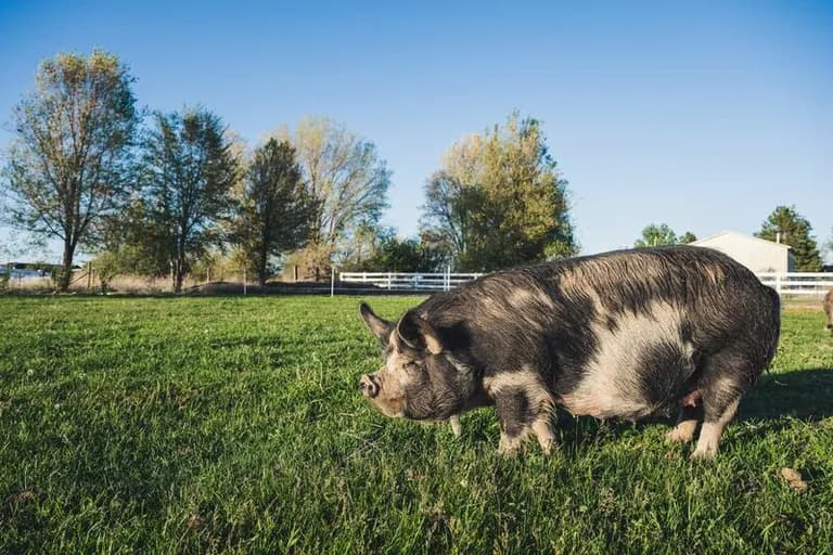  hog pig grunter squealer Sus scrofa wild boar boar Sus scrofa warthog butcher shop meat market-0