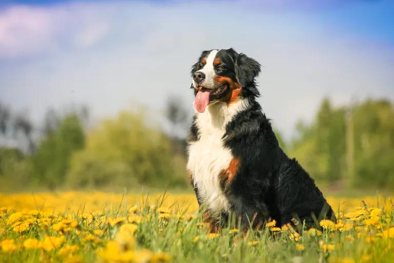  Bernese mountain dog Appenzeller EntleBucher Greater Swiss Mountain dog-0