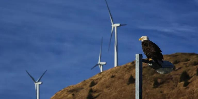  bald eagle American eagle Haliaeetus leucocephalus pole kite flagpole flagstaff-0