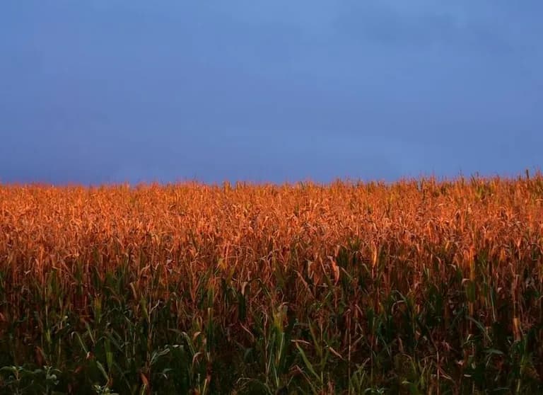  corn ear spike capitulum barn hay-0