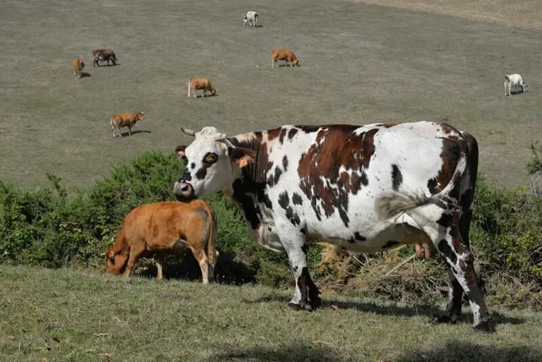  ox oxcart alp worm fence snake fence snake-rail fence Virginia fence-0