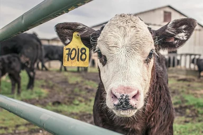  ox worm fence snake fence snake-rail fence Virginia fence water buffalo water ox Asiatic buffalo Bubalus bubalis oxcart-0