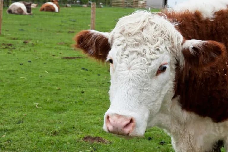  ox Brittany spaniel oxcart water buffalo water ox Asiatic buffalo Bubalus bubalis-0