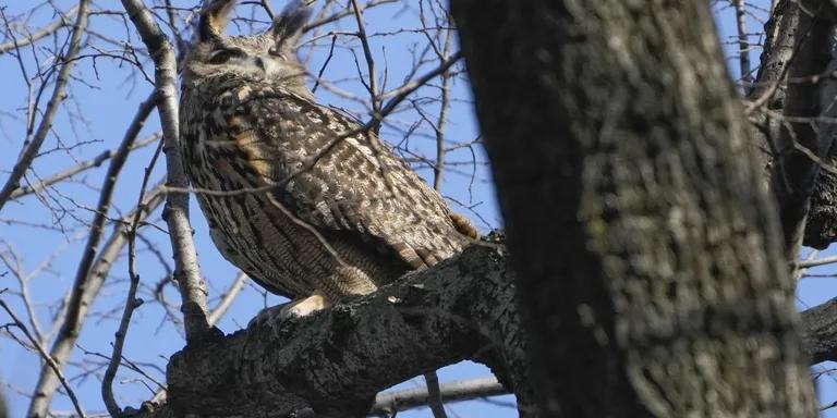  great grey owl great gray owl Strix nebulosa prairie chicken prairie grouse prairie fowl ruffed grouse partridge Bonasa umbellus kite-0