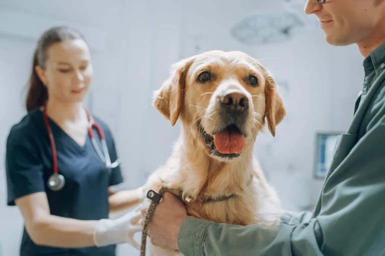  golden retriever stethoscope Labrador retriever lab coat laboratory coat-0