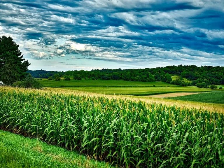  ear spike capitulum corn lakeside lakeshore barn-0