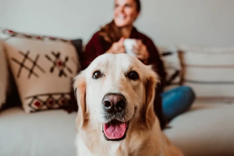  golden retriever Labrador retriever kuvasz flat-coated retriever-0