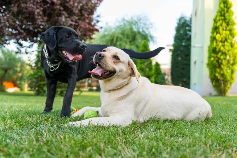  Labrador retriever Chesapeake Bay retriever curly-coated retriever flat-coated retriever-0