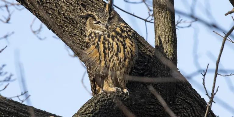  great grey owl great gray owl Strix nebulosa prairie chicken prairie grouse prairie fowl ruffed grouse partridge Bonasa umbellus fox squirrel eastern fox squirrel Sciurus niger-0