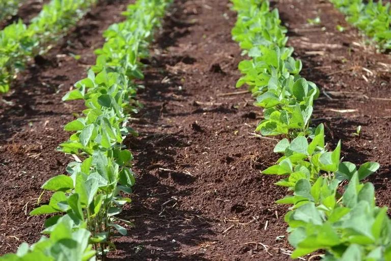  head cabbage cucumber cuke ear spike capitulum rapeseed-0