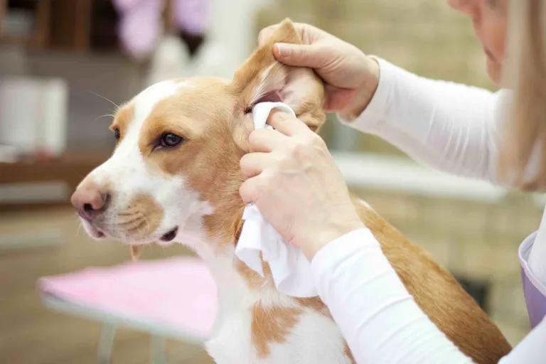  Ibizan hound Ibizan Podenco Brittany spaniel beagle English foxhound-0