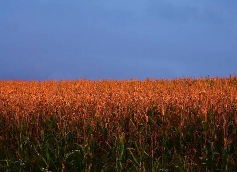  corn ear spike capitulum barn hay-0