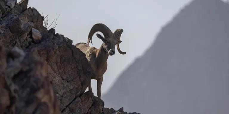  bighorn bighorn sheep cimarron Rocky Mountain bighorn Rocky Mountain sheep Ovis canadensis ram tup ibex Capra ibex cliff drop drop-off-0