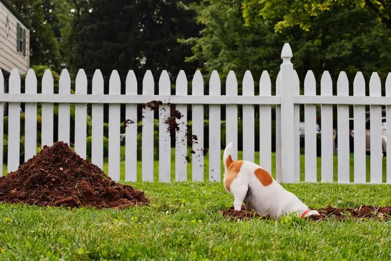  picket fence paling worm fence snake fence snake-rail fence Virginia fence beagle wire-haired fox terrier-0