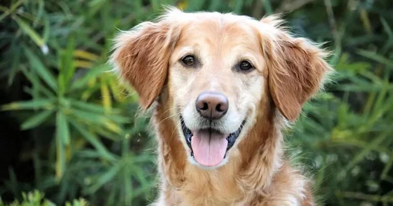  golden retriever Labrador retriever Brittany spaniel flat-coated retriever-0