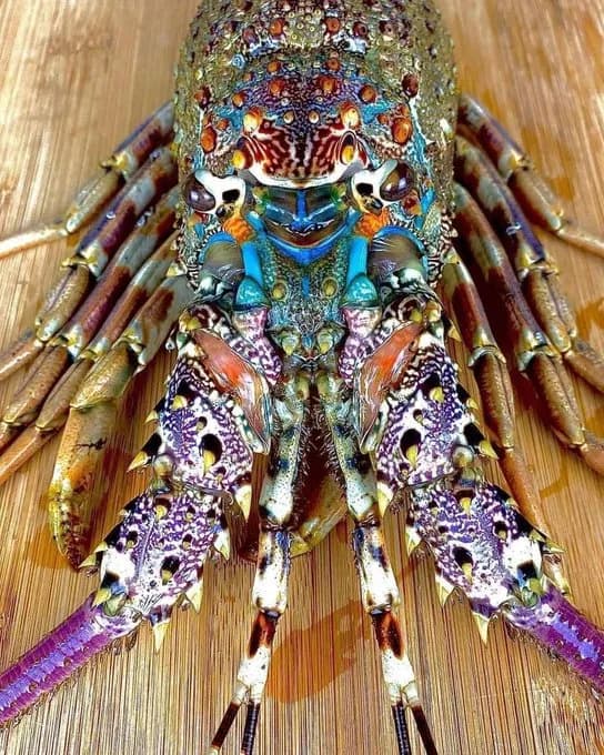  spiny lobster langouste rock lobster crawfish crayfish sea crawfish crayfish crawfish crawdad crawdaddy American lobster Northern lobster Maine lobster Homarus americanus rock crab Cancer irroratus-0